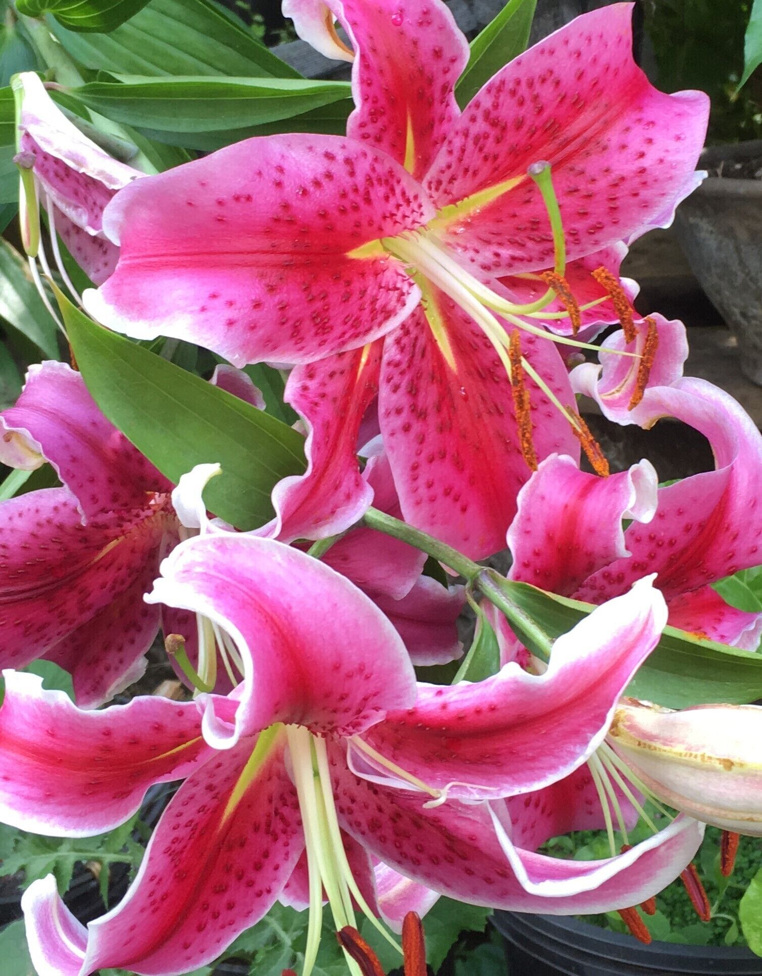 Stand alone self contained/air con'd spa cottage which accommodates 2 people — image 8