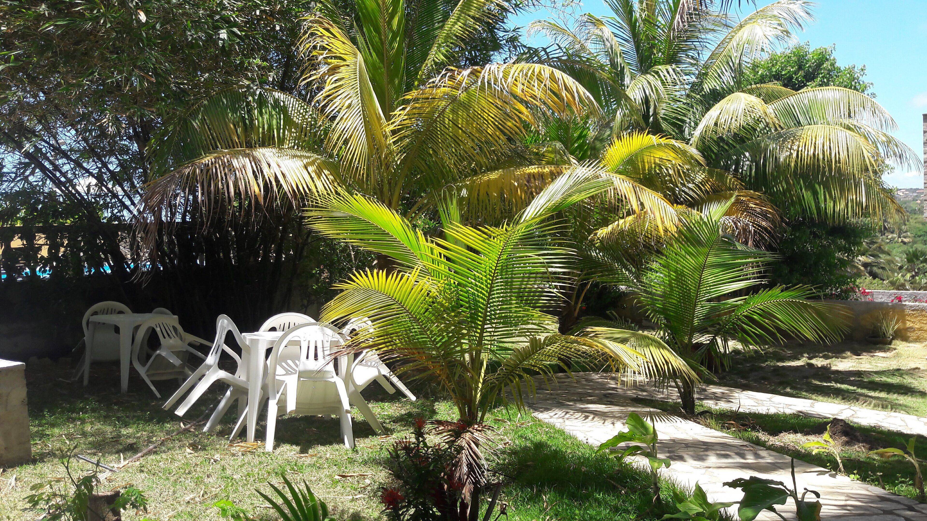 A garden area with palm trees, a pathway, and white plastic chairs.