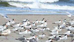 Une plage où se trouve un grand groupe d’oiseaux, notamment des mouettes et des sternes, sur le sable, près de l’eau.