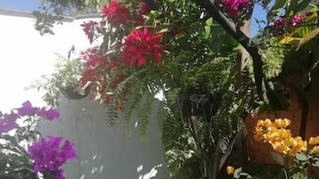 Business Double Room, Terrace, Garden View | Garden view