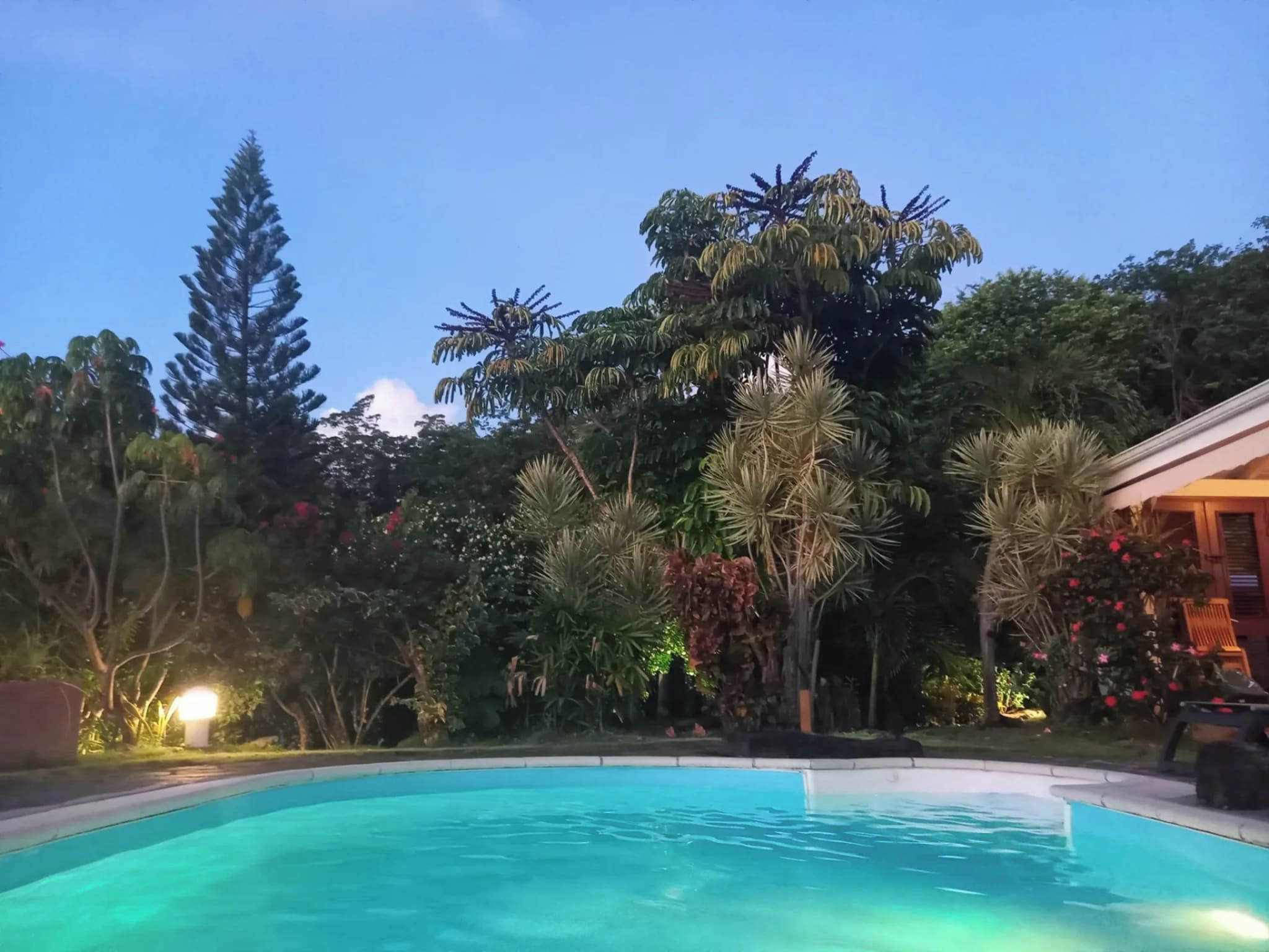 A swimming pool surrounded by lush greenery and trees.