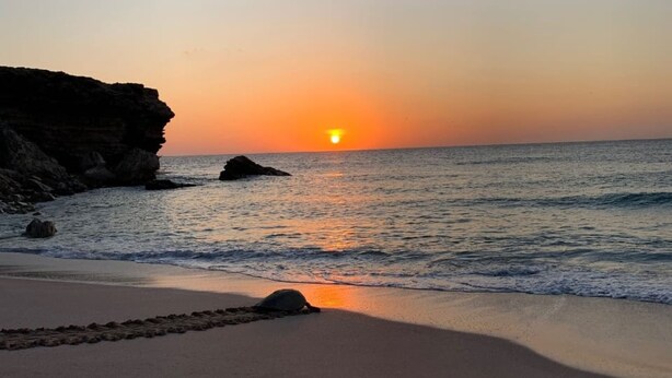 Beach - Turtle Guest House (Al Hadd)