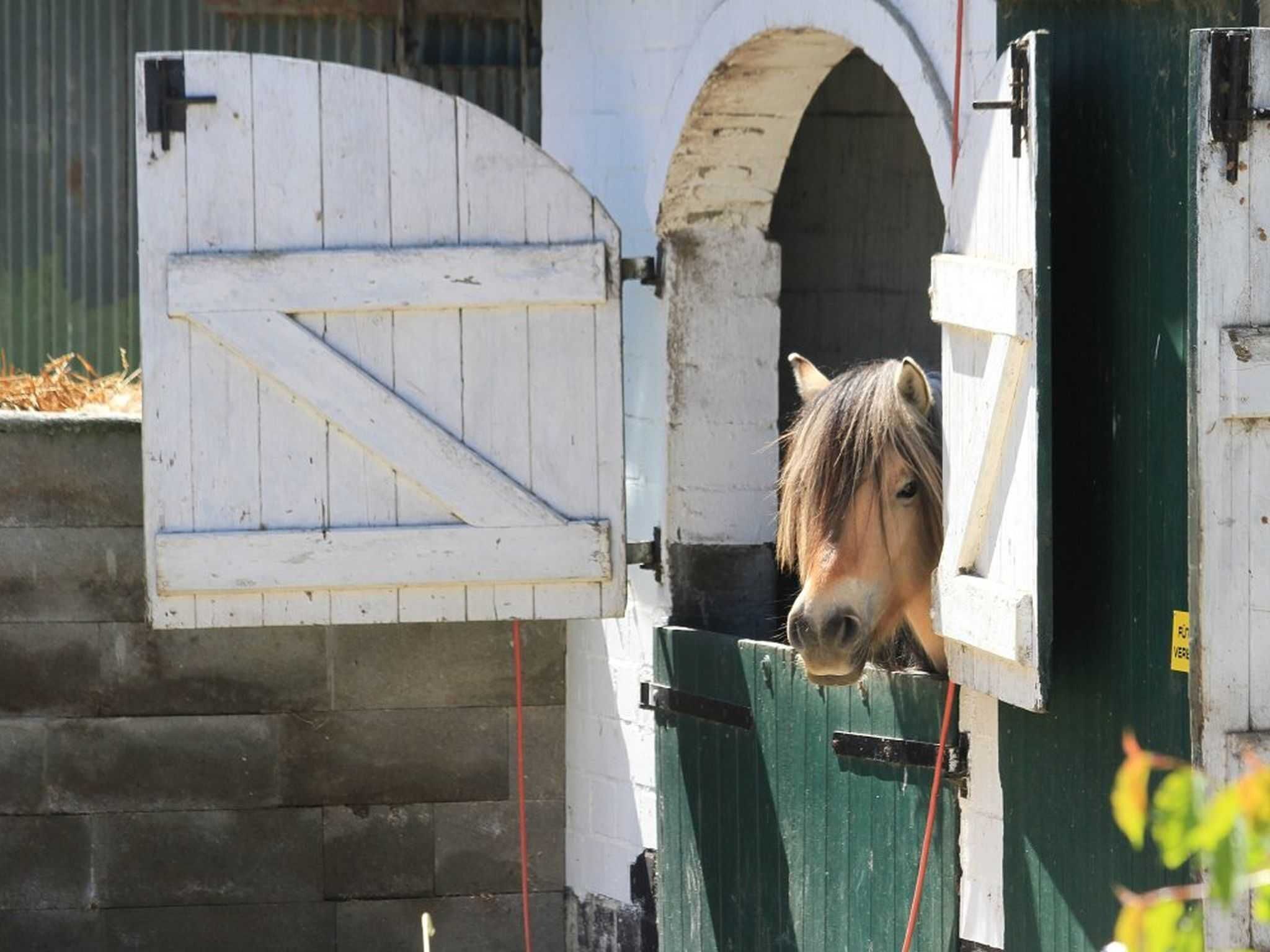 Een paard dat door een gedeeltelijk open witte schuurdeur met een groen hekje kijkt.
