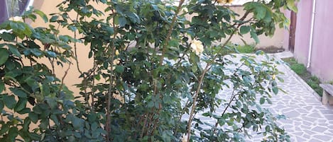 Dettaglio esterni