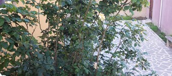 Dom 5 spalniami  ortachala