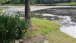 A pond with lily pads and a tree in the foreground.