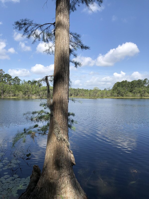 Un tronc d’arbre grand et usé par les intempéries, au bord d’un lac paisible, entouré d’une forêt dense.