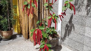 Una planta en maceta con flores rojas y hojas verdes frente a una valla de bambú y un muro de piedra.