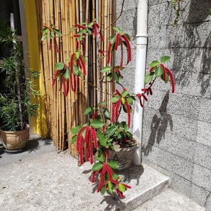 Exterior - Pousada Som do Mar Maceió (Maceió)