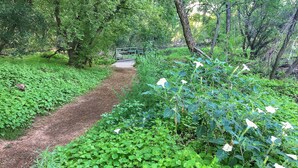 Ein schmaler Feldweg durch üppiges Grün mit dichter Vegetation und einer kleinen Brücke.