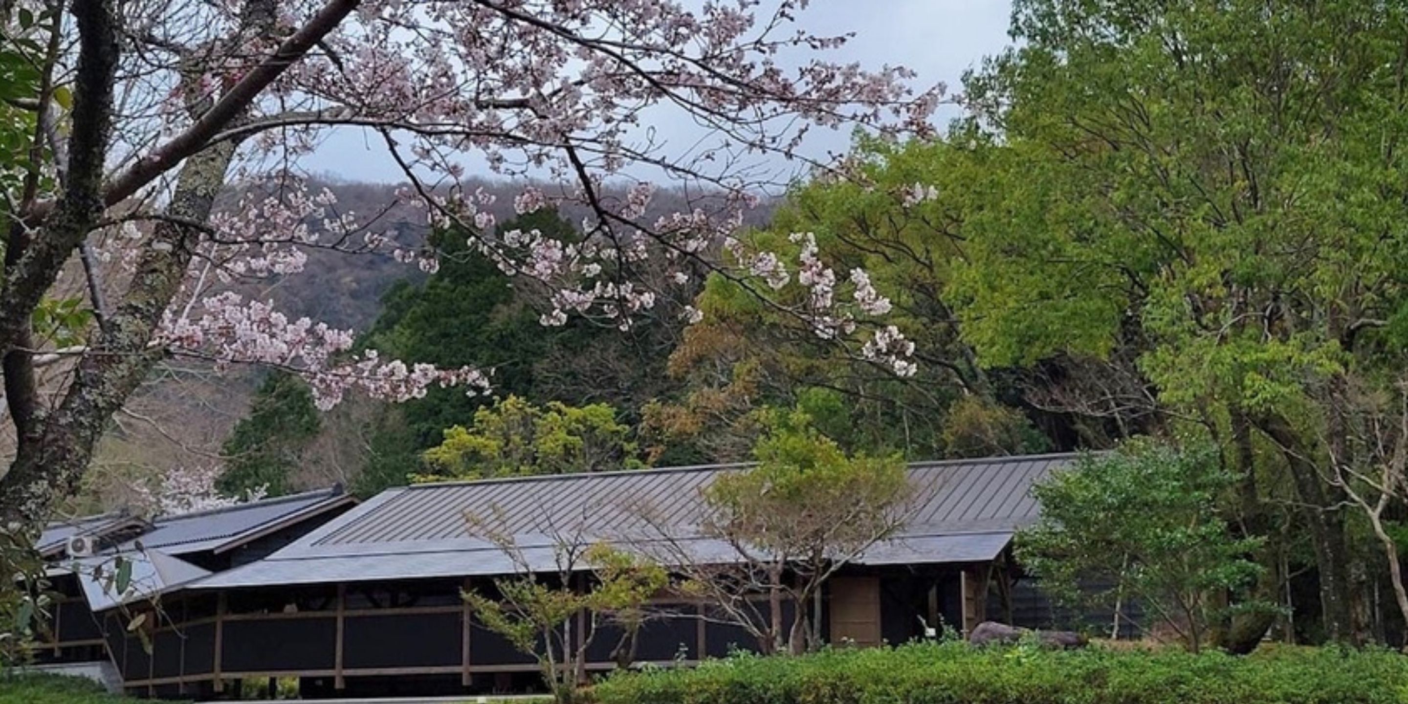 Un edificio tradicional japonés con techo inclinado, rodeado de exuberante vegetación y cerezos en flor.