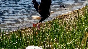 A bird standing by a body of water with grass in the foreground.