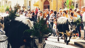 A cobblestone street with a crowd of people and two cows adorned with greenery.