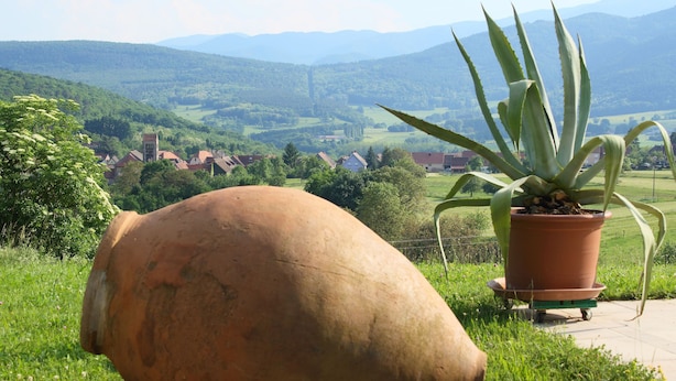 A large terracotta pot and a potted aloe vera plant on a grassy area with a view of a village and mountains in the background.