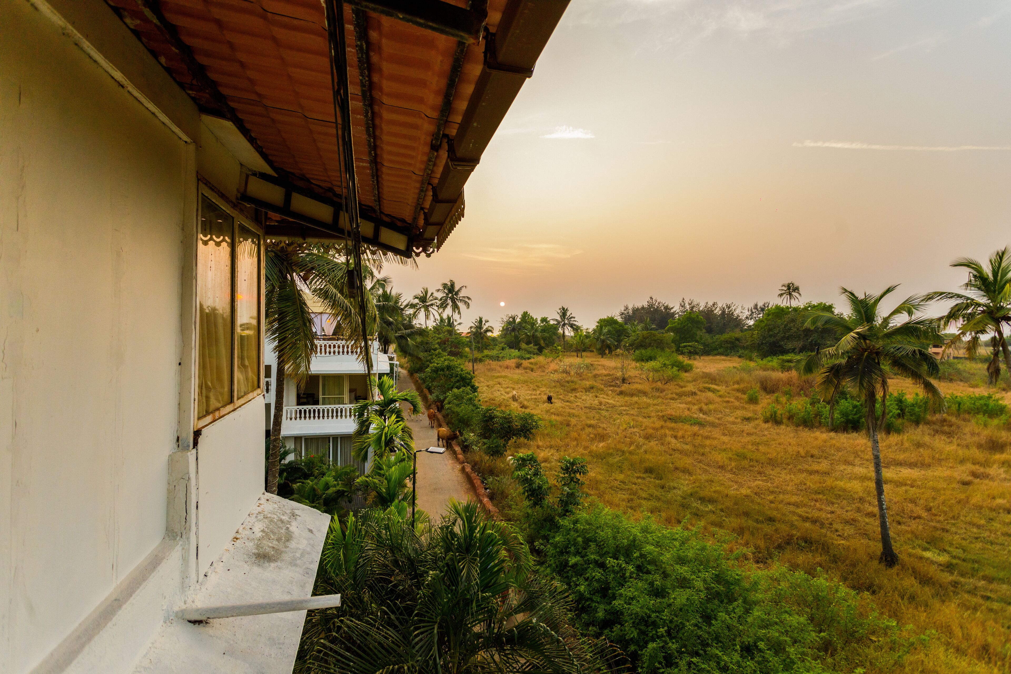A view from a balcony overlooking a grassy field with palm trees and a building with a balcony.