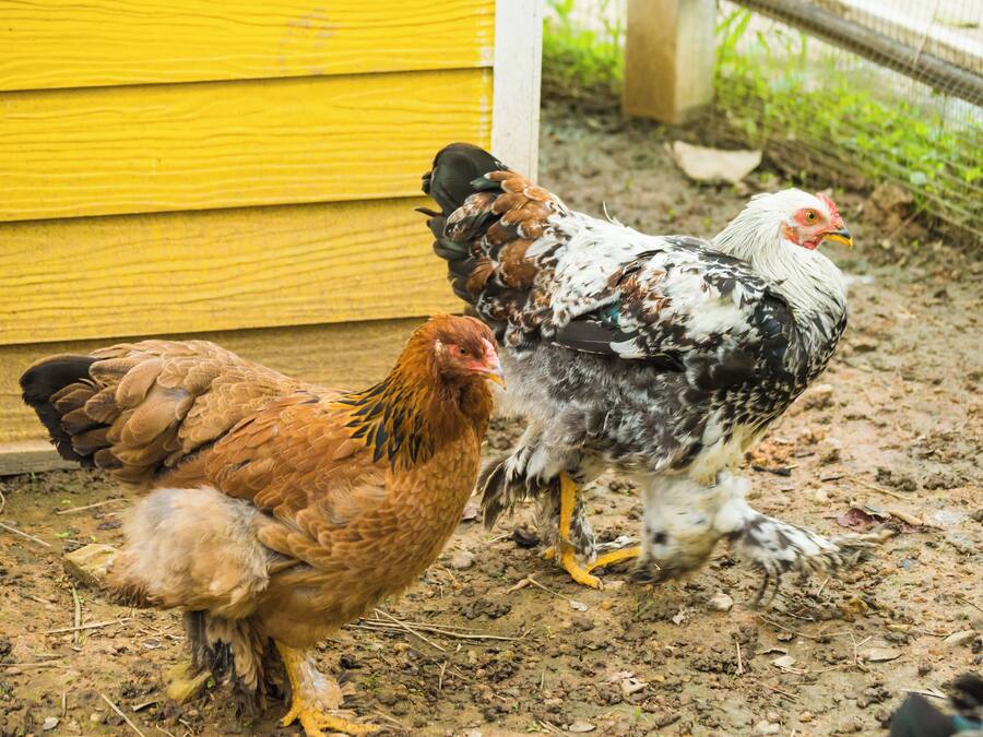 Dos gallinas cerca de un edificio amarillo.