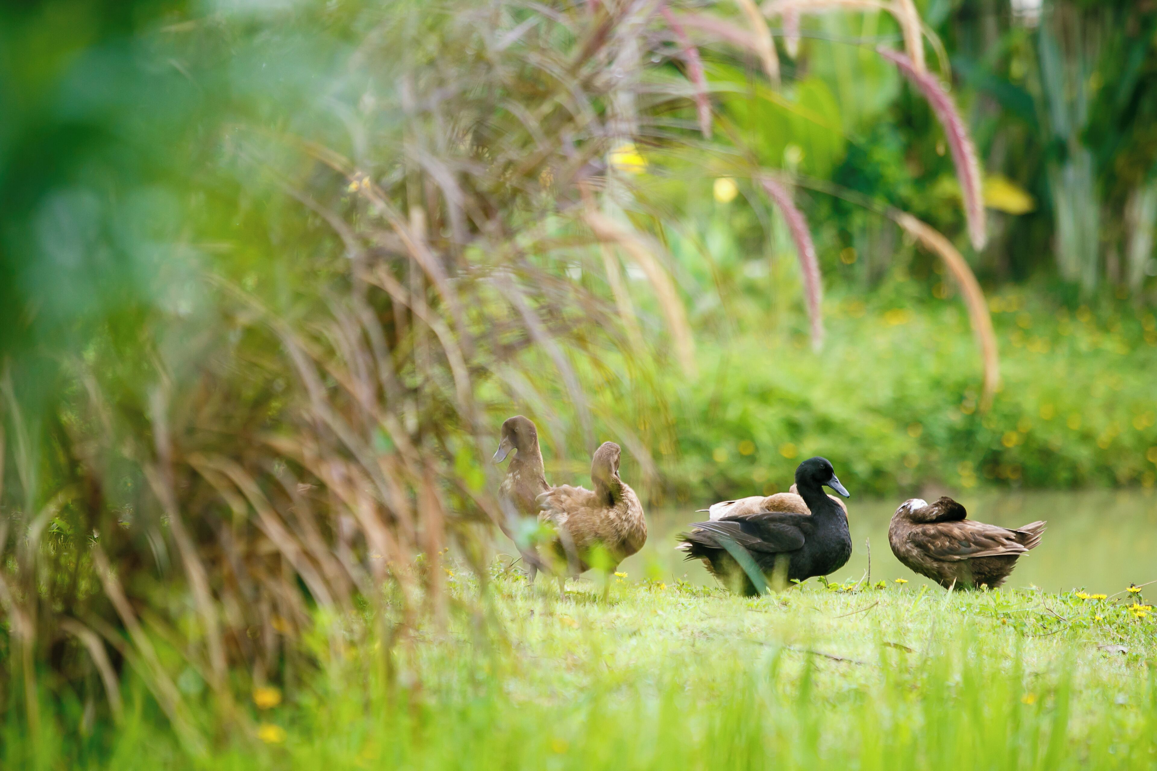 Un groupe de canards se trouve dans une zone herbeuse, près d’une étendue d’eau.