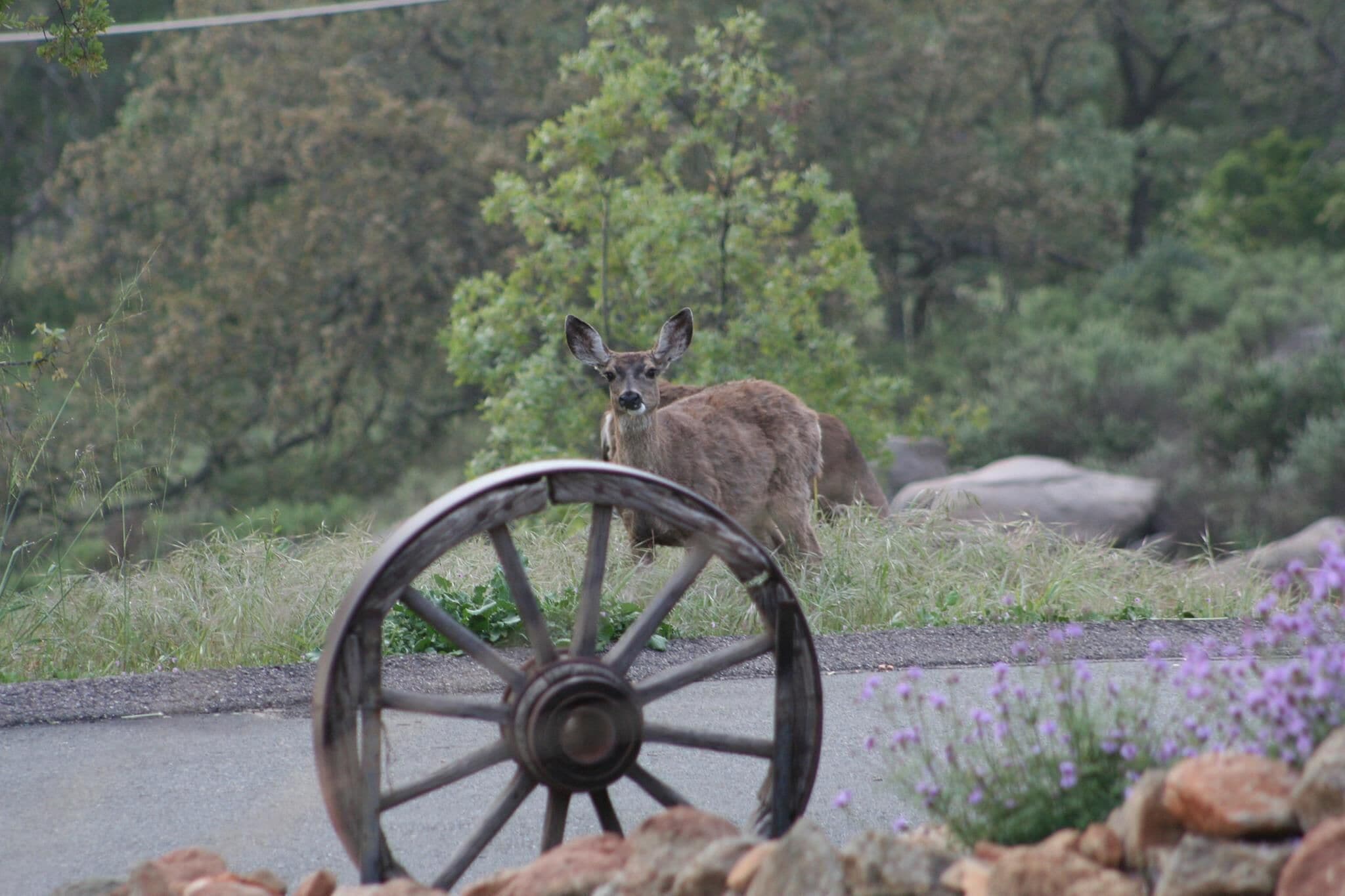 A deer standing behind a wooden wheel wheel, with a road and greenery in the background.