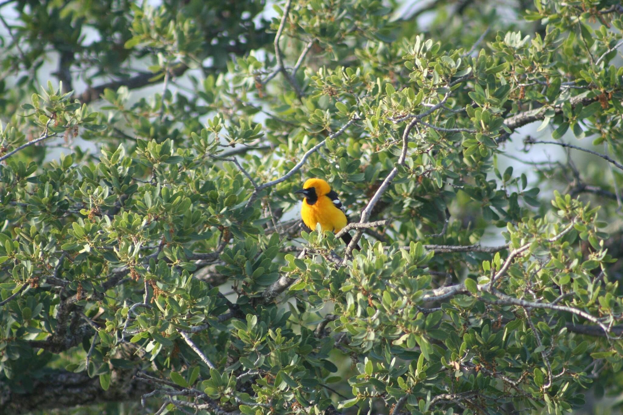 A bird perched on a tree branch.