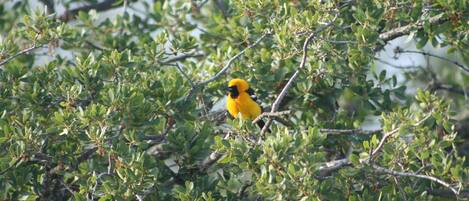 A bird perched on a tree branch.