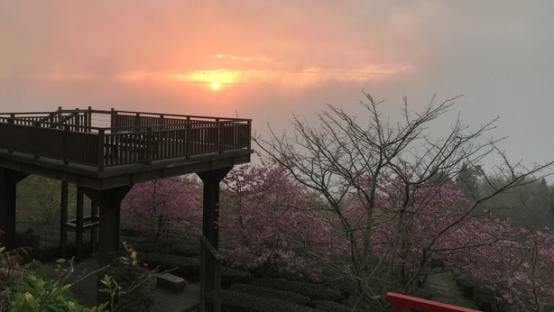 A wooden deck with a railing overlooking a garden with pink flowering trees. - Zhu Yuan Homestay (Zhuqi)