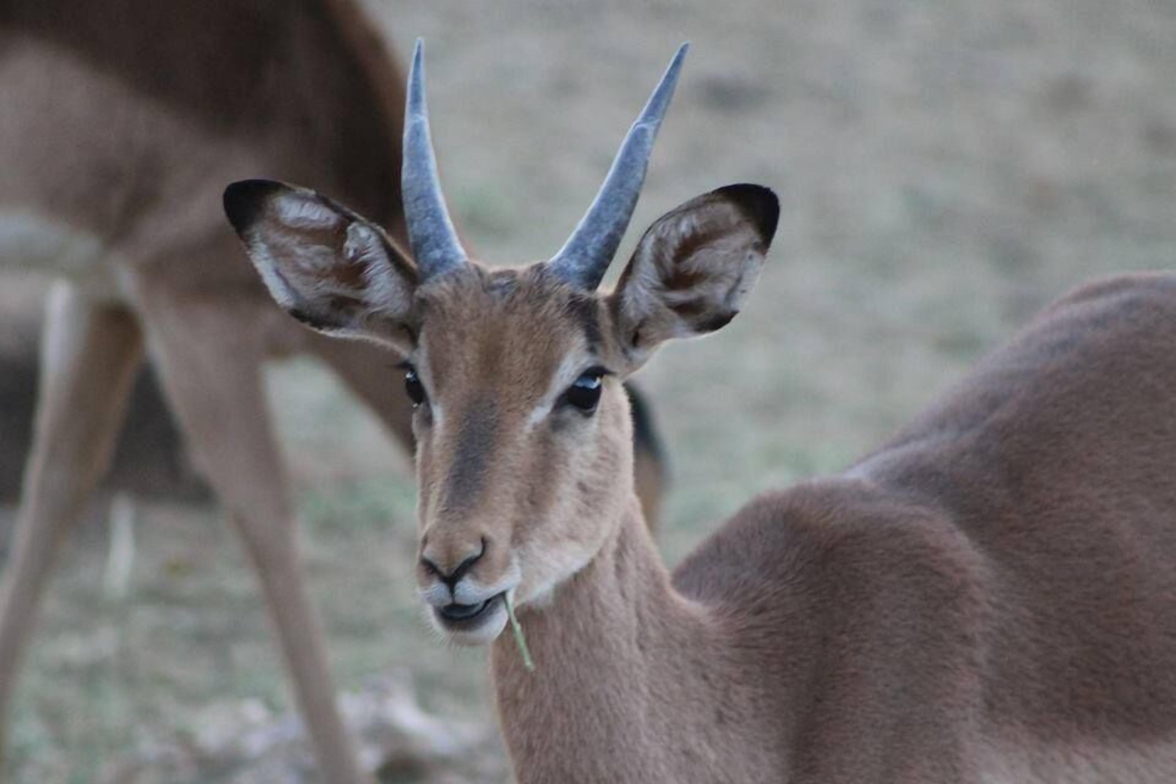 動物觀賞