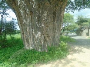 Property grounds - Themi Valley Eco  Tourism Homestay (Arusha)