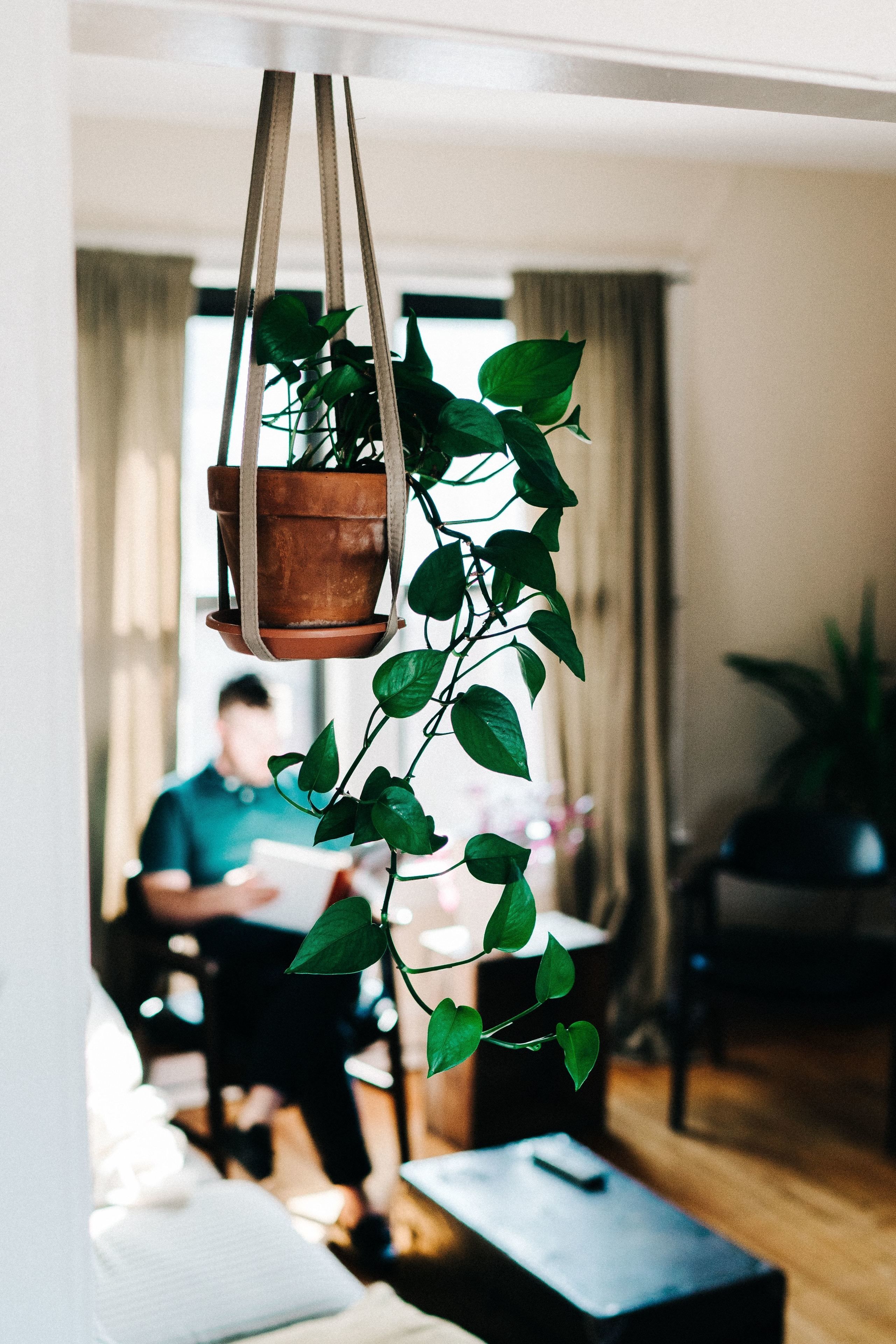 A living room with a hanging plant, a person reading, and a modern interior design.