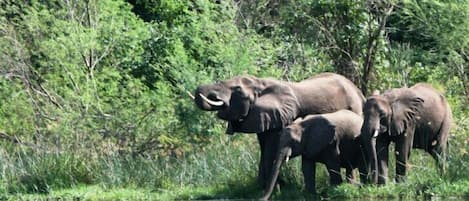 Un groupe d’éléphants se trouve près d’une étendue d’eau, entourée d’une végétation luxuriante.
