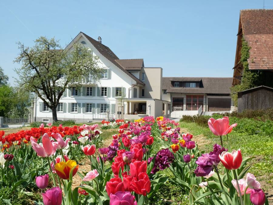 Una casa grande con un jardín lleno de tulipanes coloridos.