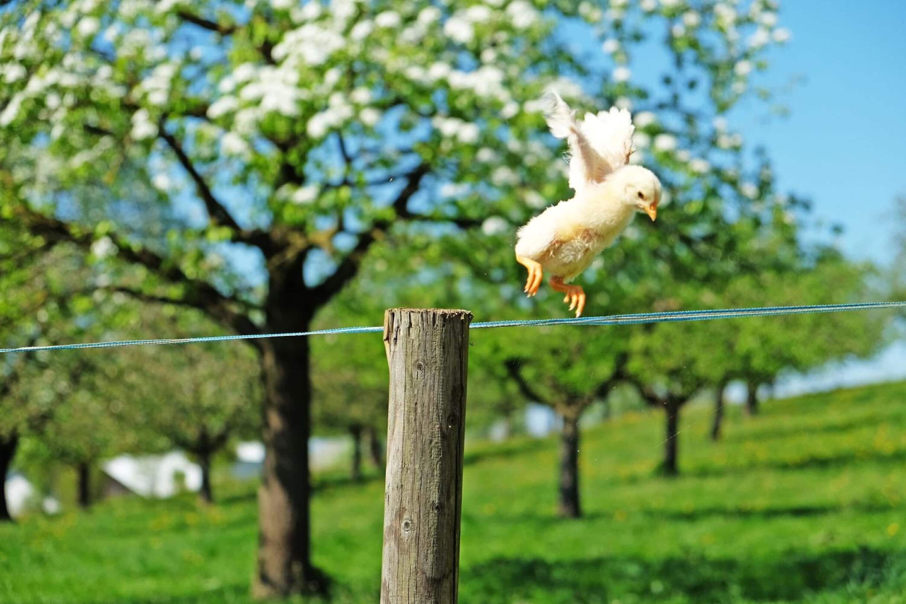 A chick balancing on a wire fence with a tree and grassy field in the background.