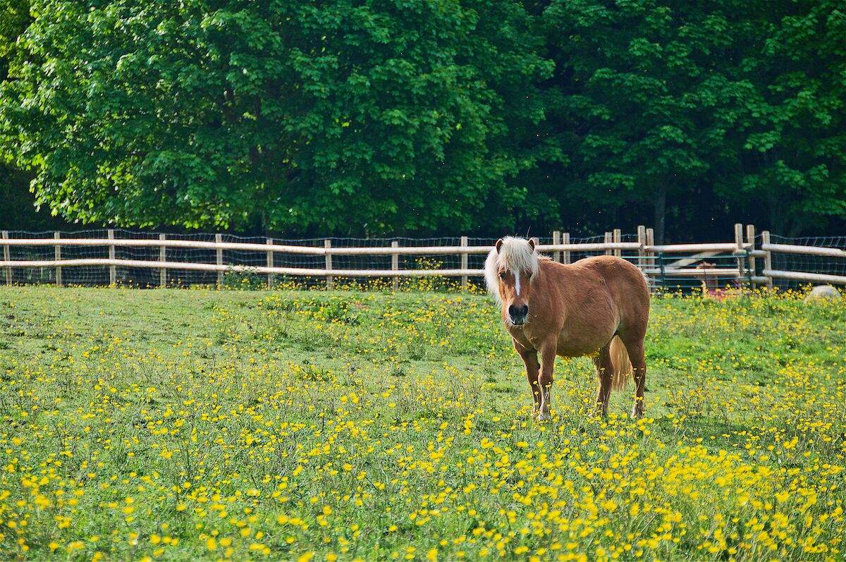 Um cavalo em um campo cercado, com flores amarelas e árvores verdes ao fundo.