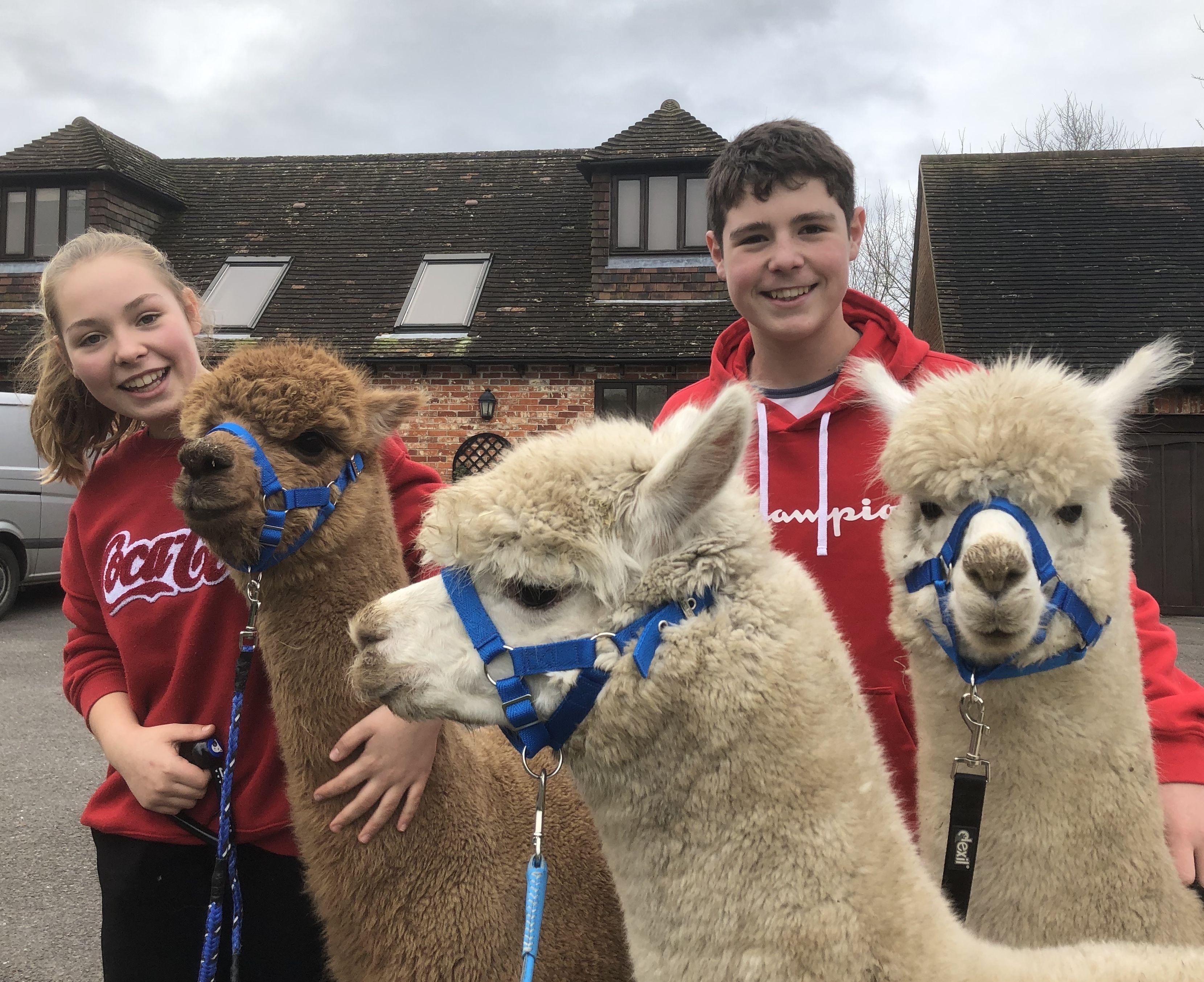Three llamas with blue halters in front of a brick building with a sloped roof.