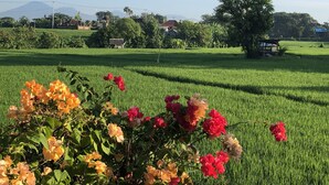 Un camp verdós i exuberant amb una varietat de flors en primer pla.