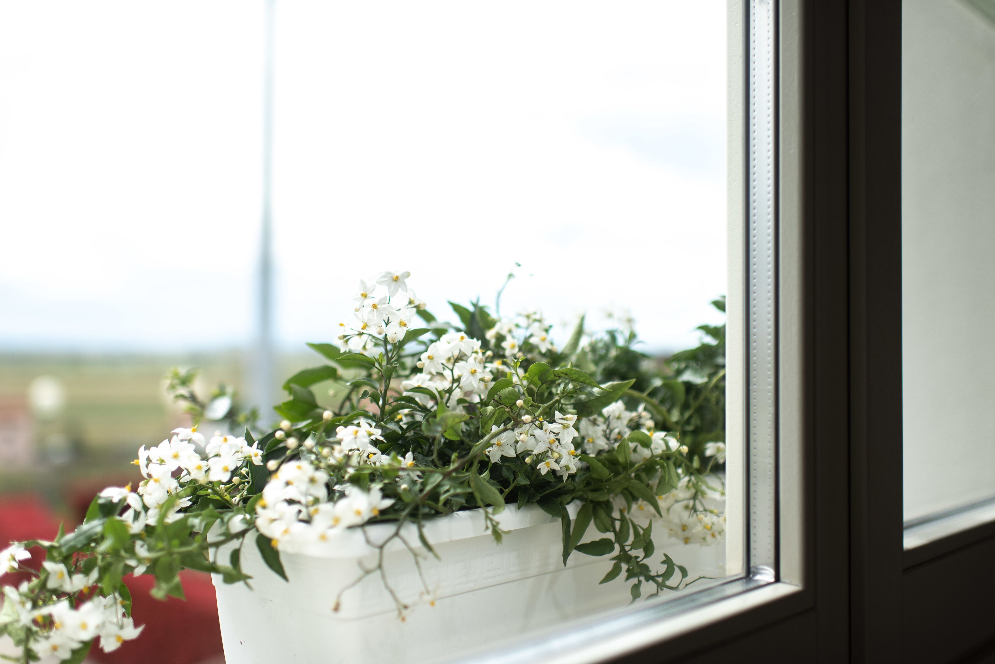 A window with a white flower pot containing white flowers.