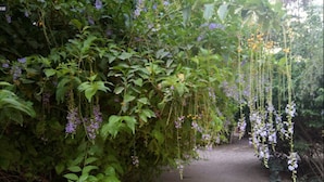 Un sentier de jardin bordé d’un feuillage dense et orné de fleurs violettes retombantes.