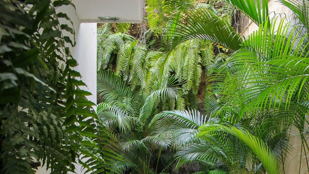 A narrow stone pathway flanked by lush green foliage and a white wall. - Villago Residences (Santo Domingo)