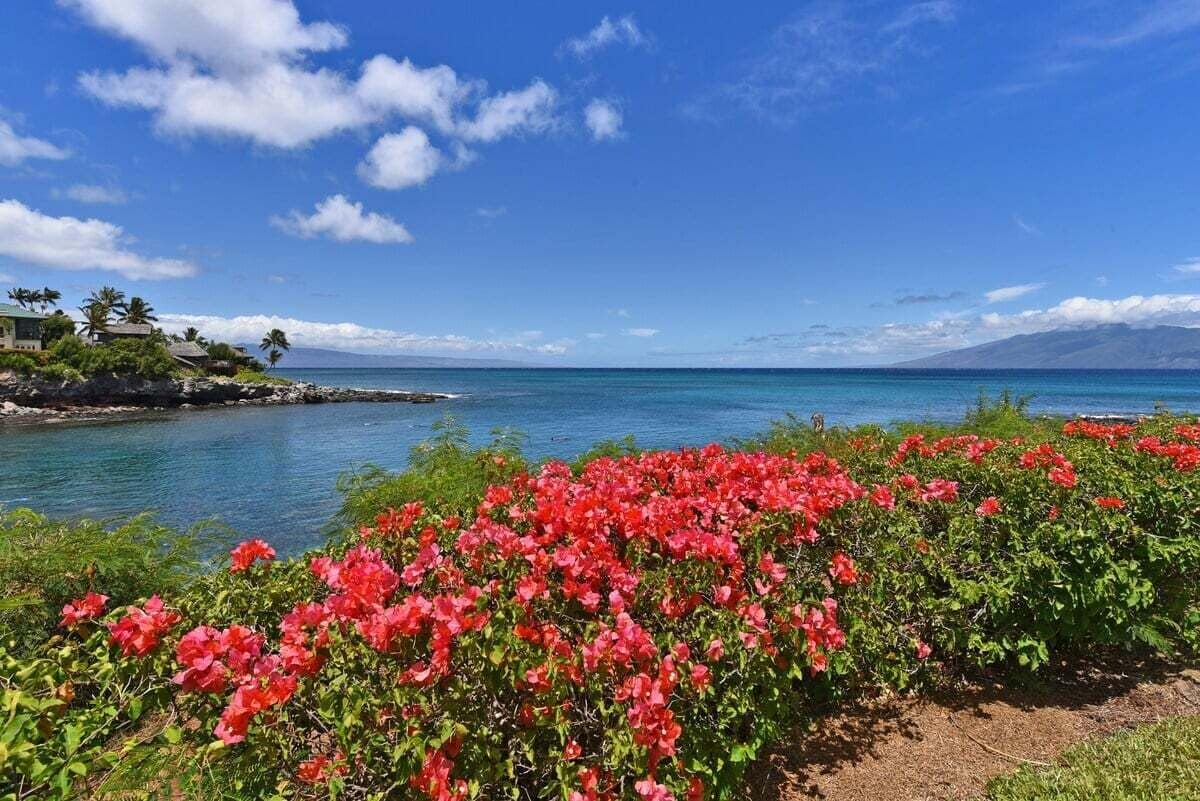 Et kystlandskab med klart skinnende himmel, vand og en have fyldt med røde blomster.