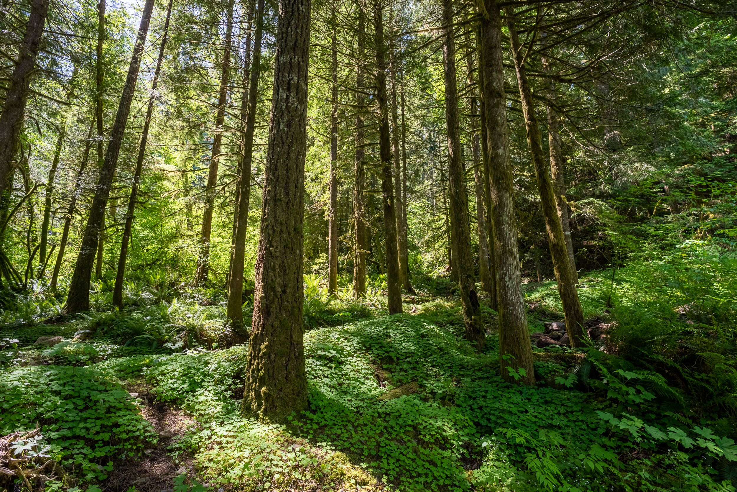A dense forest with tall trees and lush green undergrowth.
