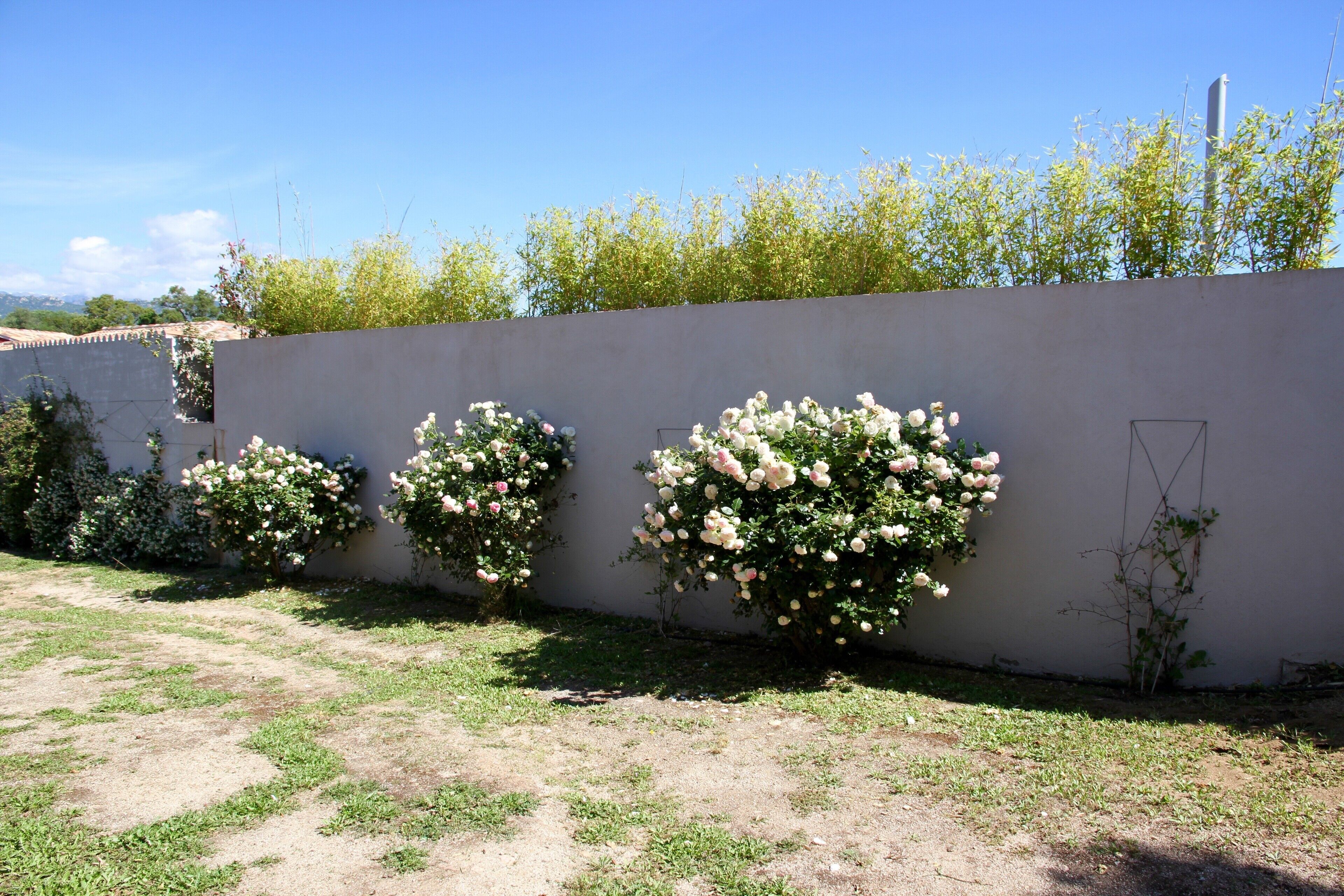 A garden with a row of rose bushes against a wall.