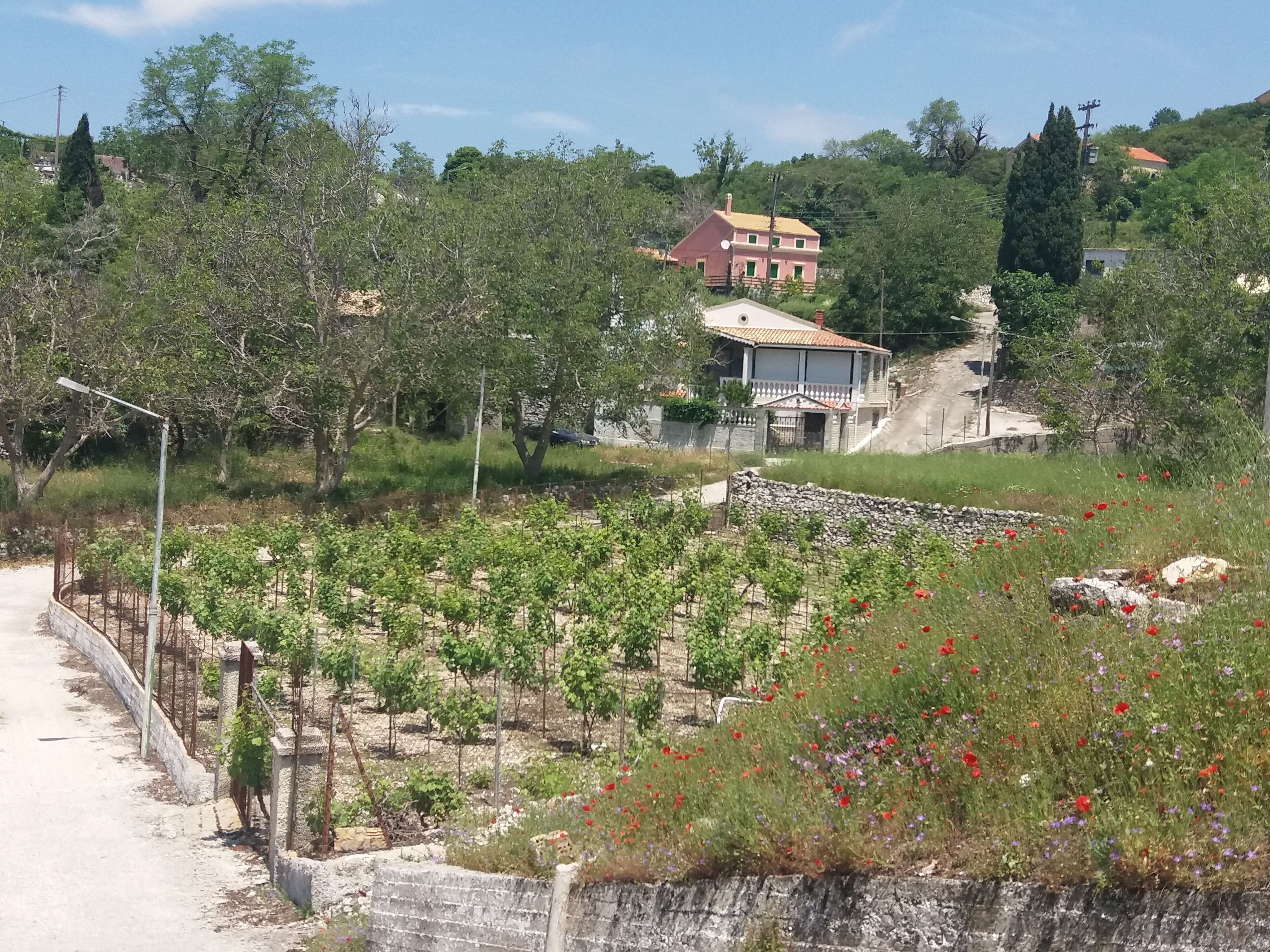 A vineyard with rows of grapevines, a stone wall, and a house with a red roof in the background.
