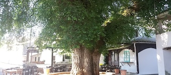 Elm Tree es una propiedad pequeña pero única en la montaña de Pantokratoras :)