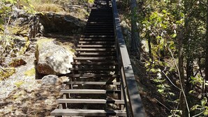A wooden staircase in a forested area.