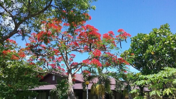 A house with a red roof, surrounded by lush greenery and a tree with red flowers. - Clove House (Hengchun)