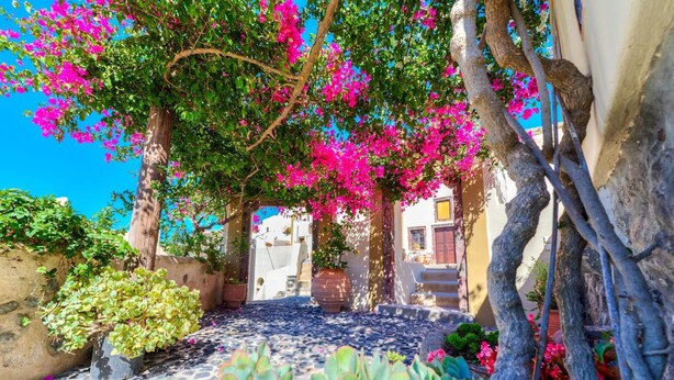 Un sendero adoquinado que lleva a un edificio tradicional con un árbol cubierto de flores rosadas.
