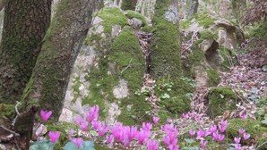 Un bosque con árboles cubiertos de musgo y flores rosas.