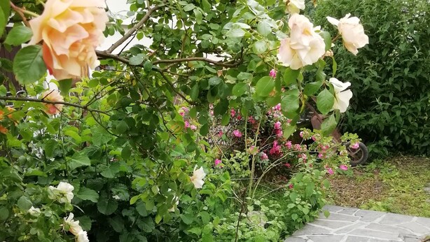 Un giardino con rose in fiore e un vialetto in pietra.