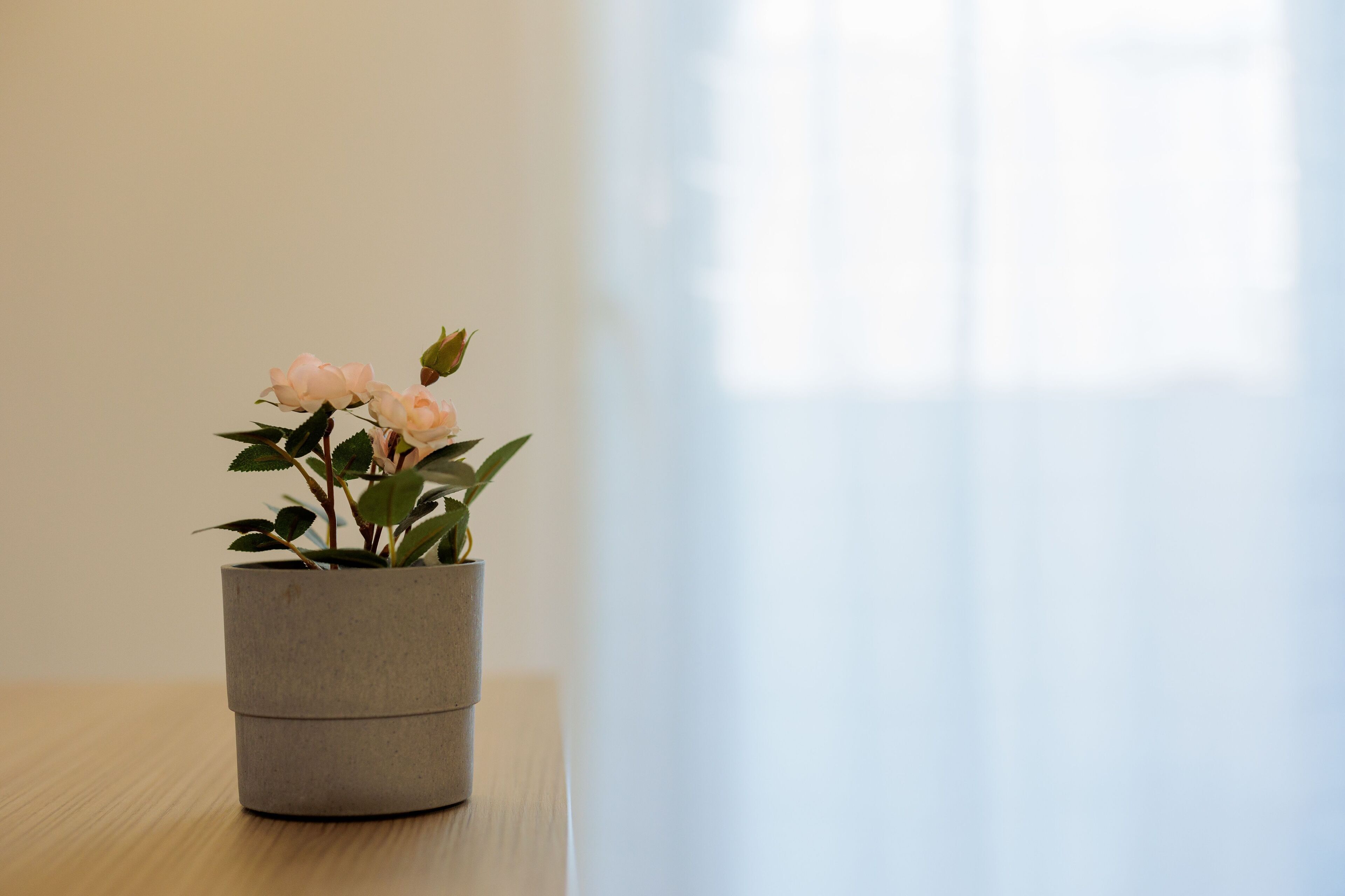 A potted plant with flowers on a wooden table against a plain wall.