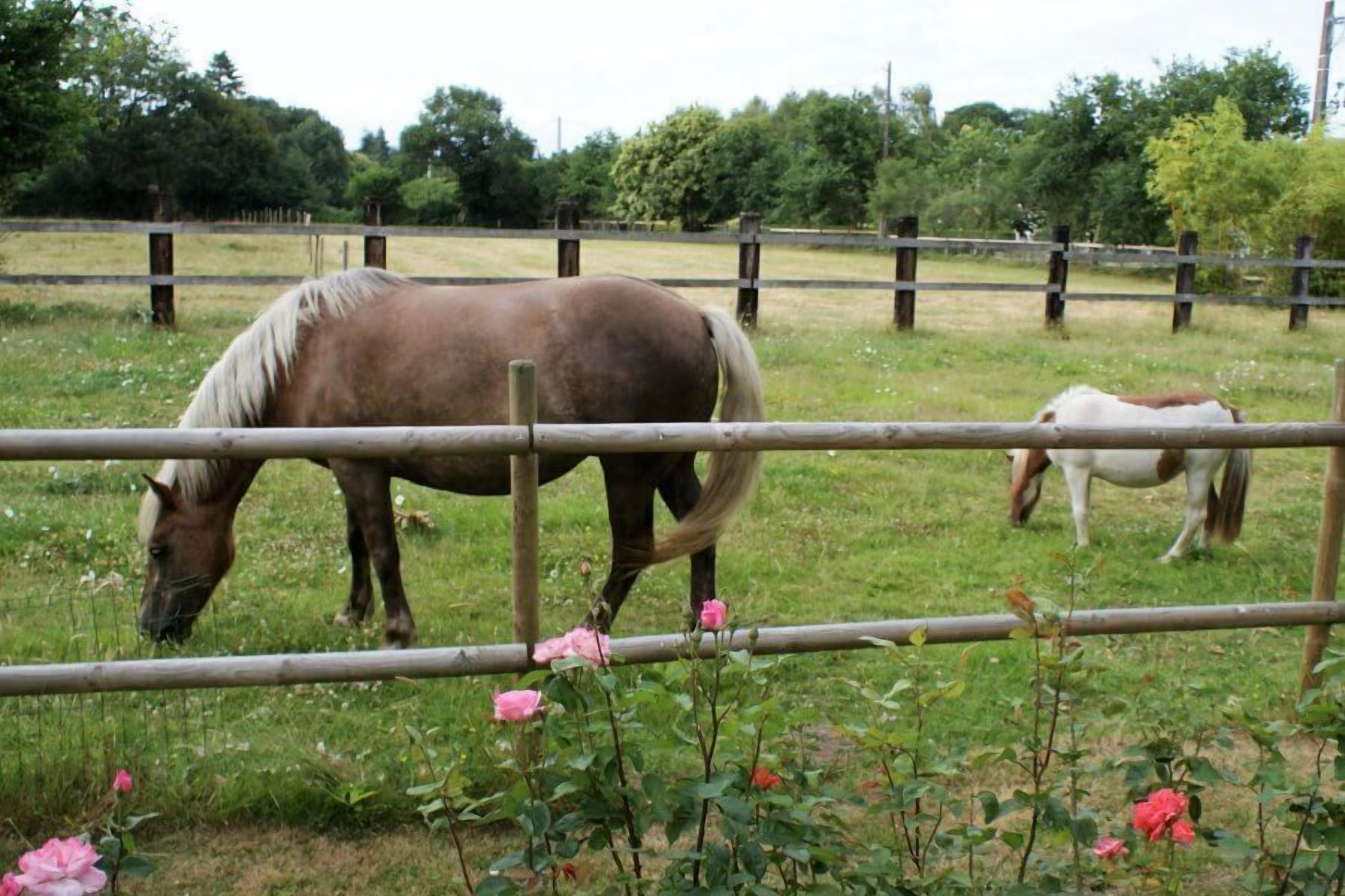 A fenced area with two horses grazing.