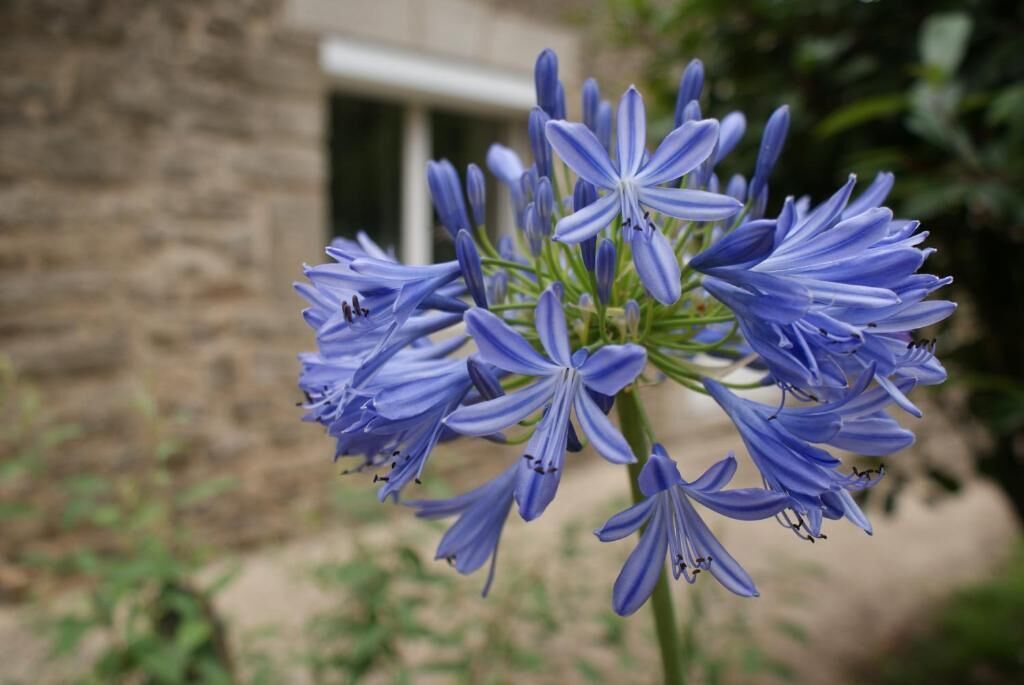A cluster of blue flowers with multiple petals and a green stem.